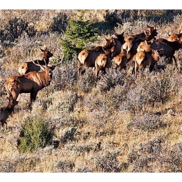 New Mexico Bull Elk Tag
