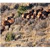 Image 1 : New Mexico Bull Elk Tag