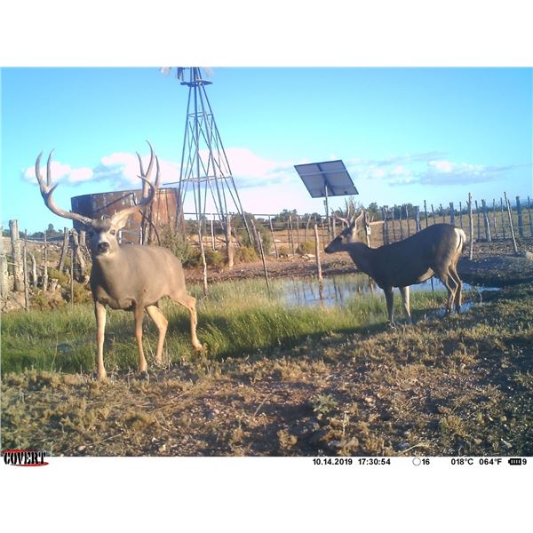 Arizona Archery Mule Deer Hunt