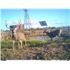 Image 1 : Arizona Archery Mule Deer Hunt