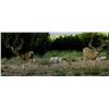Image 5 : Arizona Archery Mule Deer Hunt