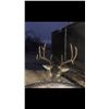 Image 2 : Oklahoma Rifle Whitetail Hunt
