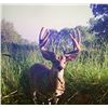 Image 5 : Oklahoma Rifle Whitetail Hunt