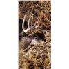Image 6 : Oklahoma Rifle Whitetail Hunt