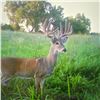 Image 8 : Oklahoma Rifle Whitetail Hunt