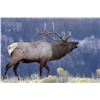 Image 1 : Utah/Nevada Pilot Mountain Bull Elk Tag