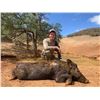 Image 4 : Calif Pig Hunt for 4 Hunters