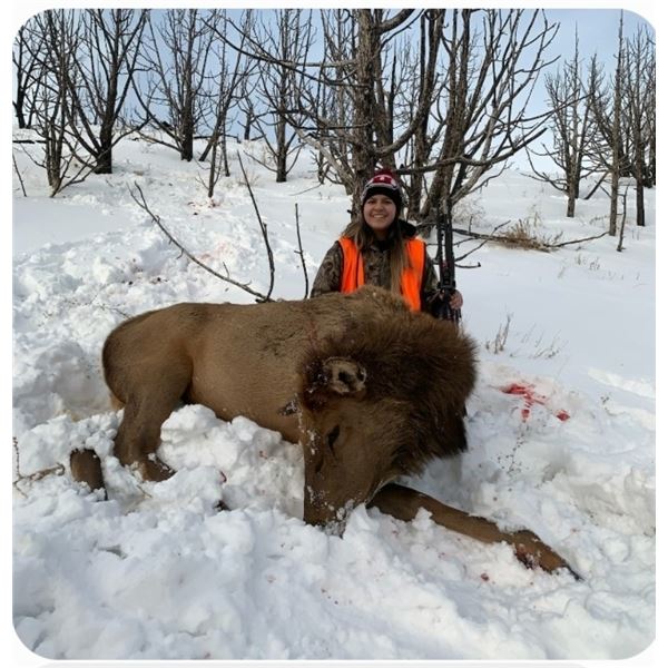 Utah DIY Cow Elk Hunt