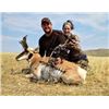 Image 4 : Wyoming Rifle Antelope Buck Hunt