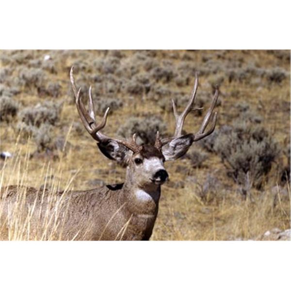 Utah DIY Mule Deer Hunt