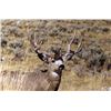 Image 1 : Utah DIY Mule Deer Hunt