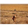 Image 2 : Nebraska Wild Pheasant Hunt for 3