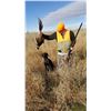 Image 5 : Nebraska Wild Pheasant Hunt for 3