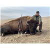 Image 1 : California Buffalo Hunt