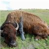 Image 3 : California Buffalo Hunt