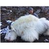 Image 3 : BC Mountain Goat Hunt