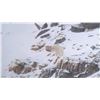 Image 4 : BC Mountain Goat Hunt