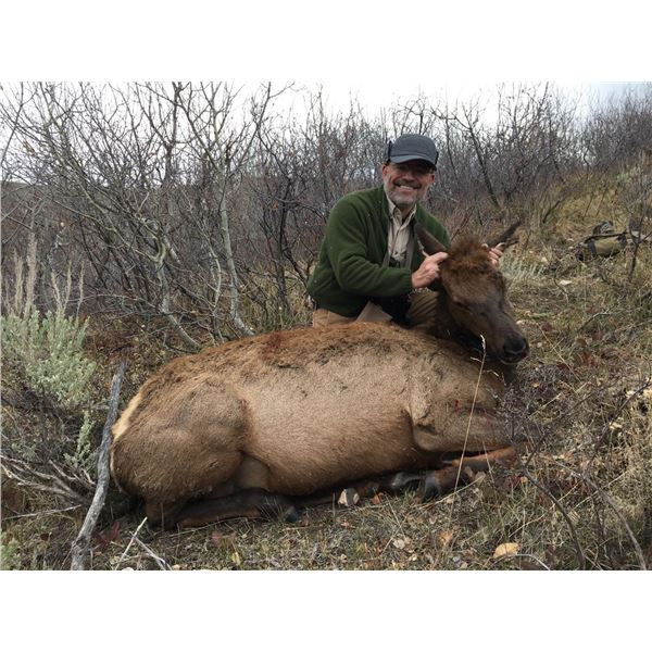 Utah Guided Cow Elk Hunt