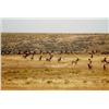Image 3 : Utah Guided Cow Elk Hunt