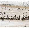 Image 4 : Utah Guided Cow Elk Hunt
