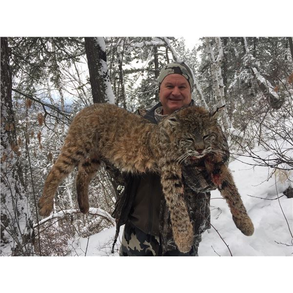 British Columbia Lynx Hunt
