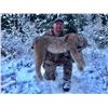 Image 2 : British Columbia Lynx Hunt