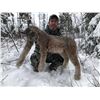 Image 3 : British Columbia Lynx Hunt