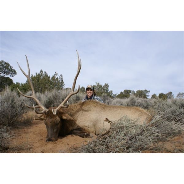 Colorado Guided Archery Bull Elk Hunt
