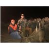 Image 2 : Colorado Guided Archery Bull Elk Hunt