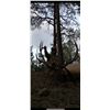 Image 4 : Colorado Guided Archery Bull Elk Hunt