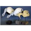 LOT OF (5) DUPE-A-GOOSE DECOYS on stands
