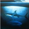 Image 2 : Wyland, "Great White Sharks" Limited Edition Lithograph, Numbered and Hand Signe