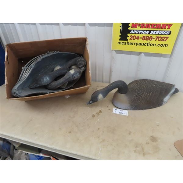 6 Canadian Goose Decoys