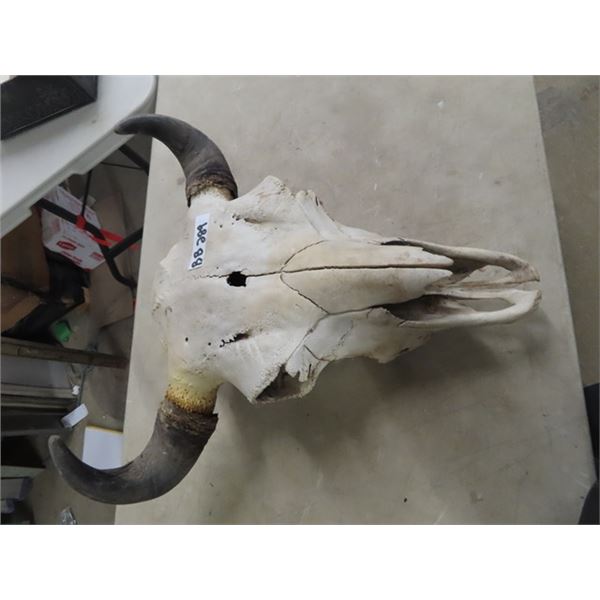 Buffalo Skull