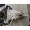 Image 1 : Buffalo Skull