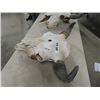 Image 2 : Buffalo Skull