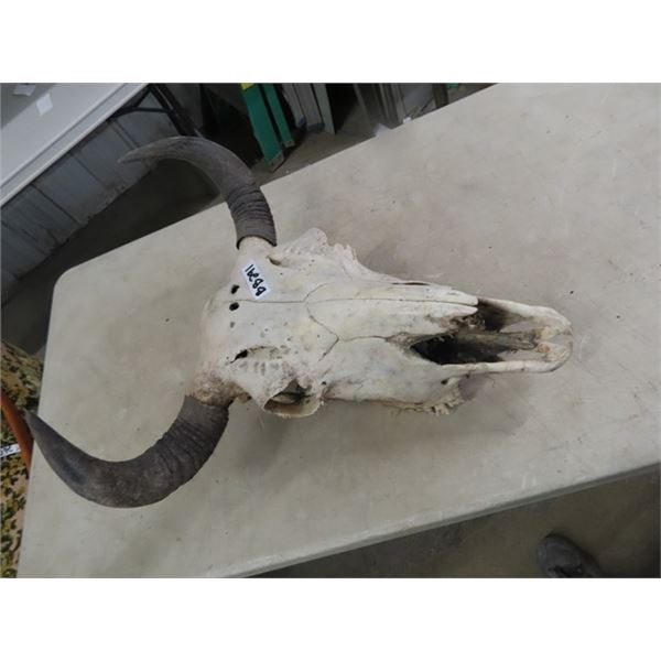 Buffalo Skull