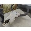Image 3 : Buffalo Skull