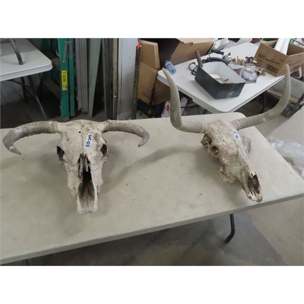 2 Cow Skulls