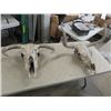 Image 1 : 2 Cow Skulls