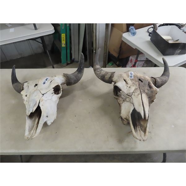 2 Buffalo Skulls