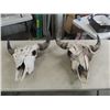 Image 1 : 2 Buffalo Skulls