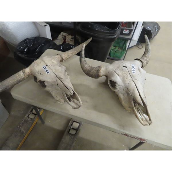 2 Cow Skulls