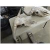 Image 3 : 2 Cow Skulls