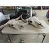 Image 4 : 2 Cow Skulls