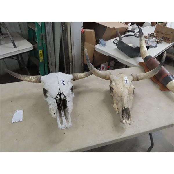2 Cow Skulls