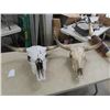 Image 1 : 2 Cow Skulls