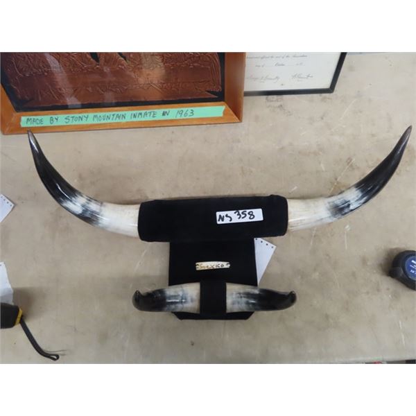 Mounted Bull Horns Display