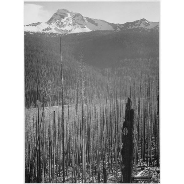 Adams - Glacier National Park Burned Area