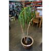 Image 1 : TROPICAL TREE IN PLANTER